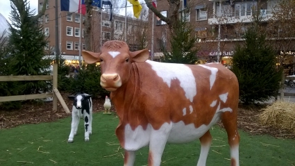 une vache au centre ville de Dunkerque